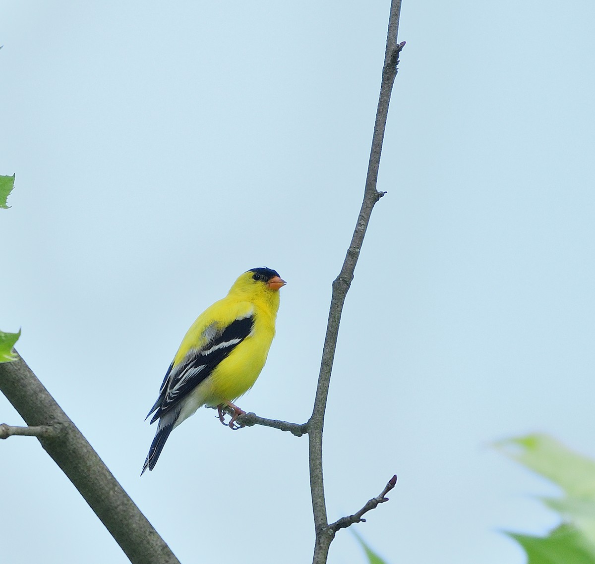 American Goldfinch - ML619635812