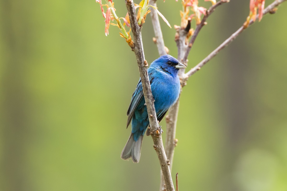 Passerin indigo - ML619635814