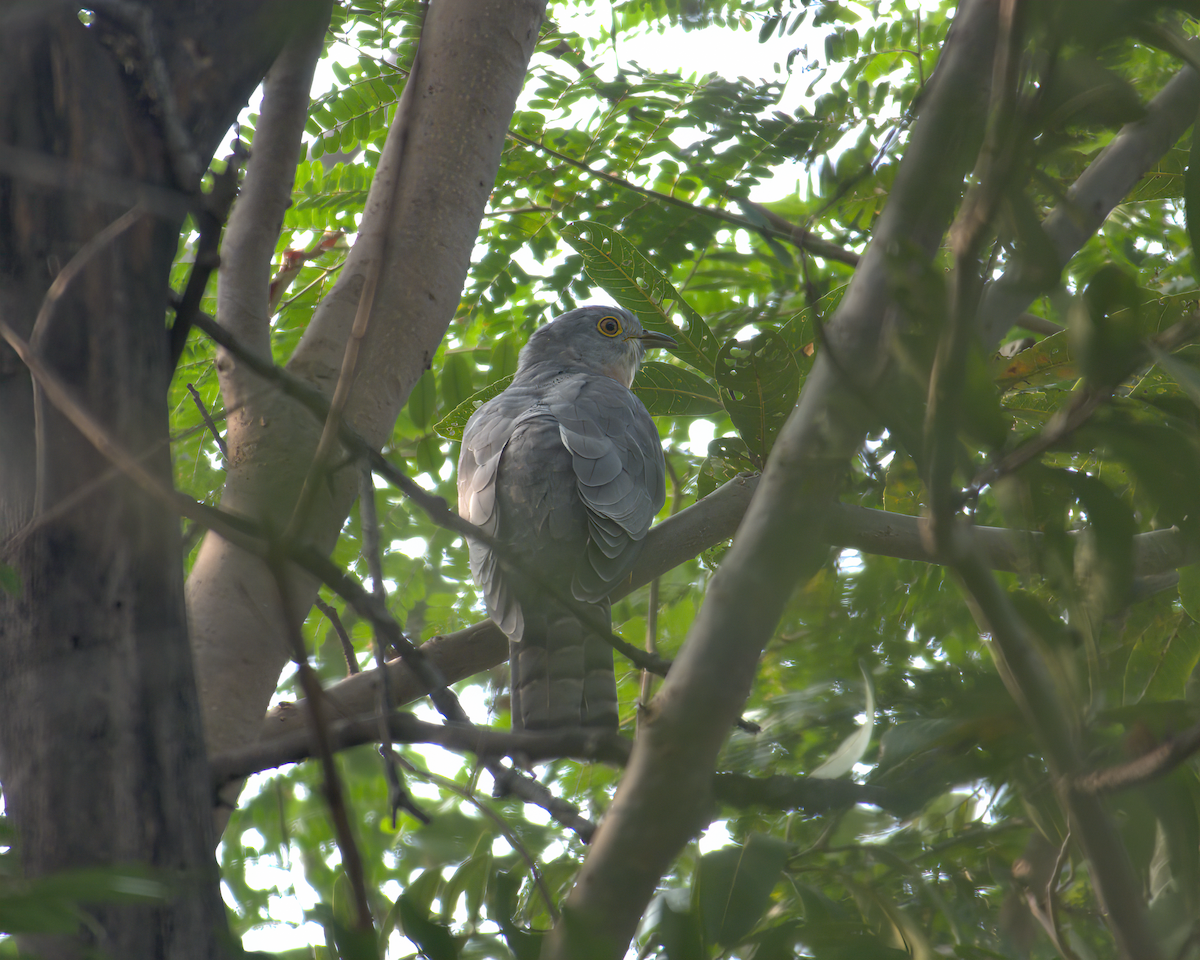 Common Hawk-Cuckoo - Jayendra Rakesh Yeka