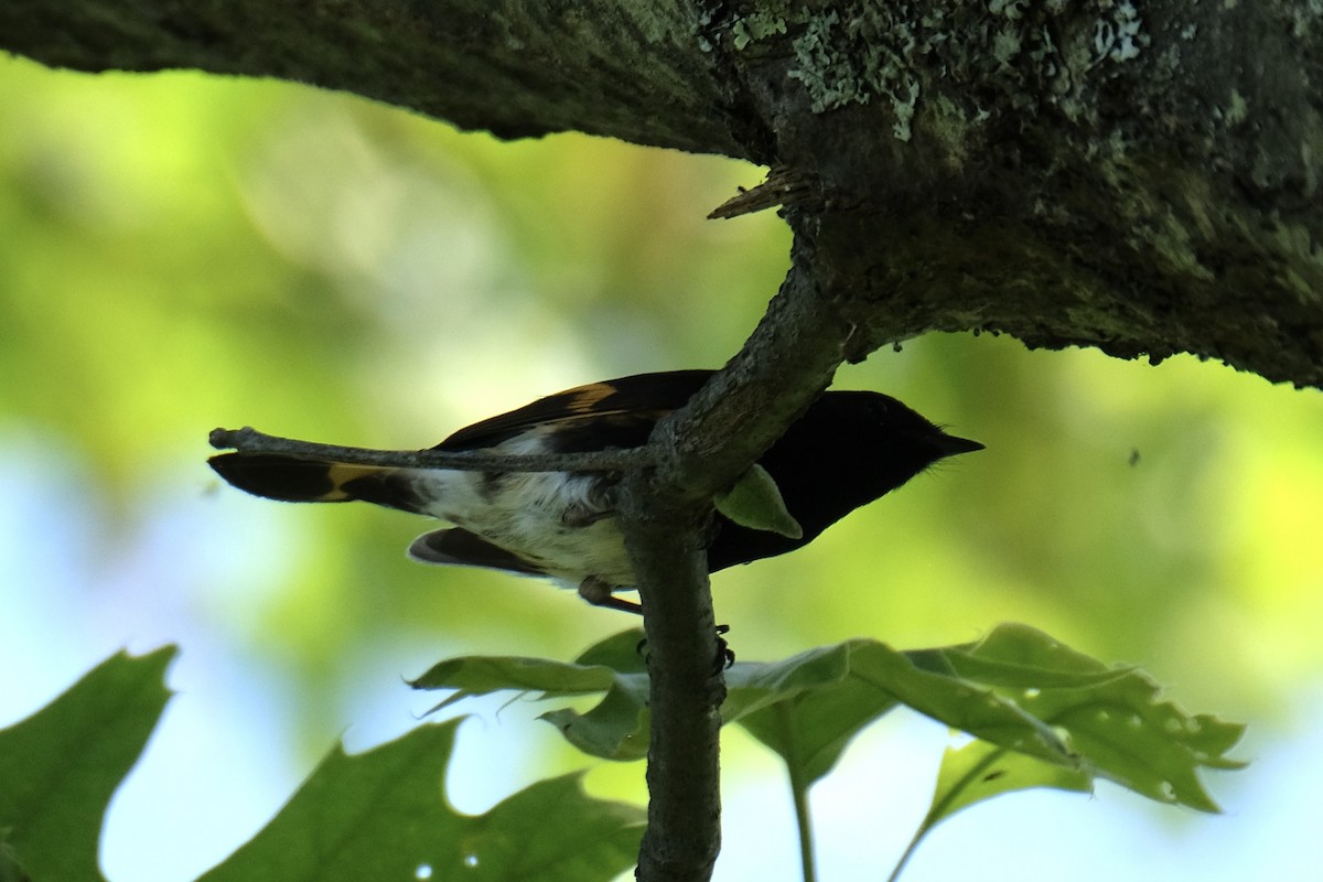 American Redstart - Cindy Gimbert