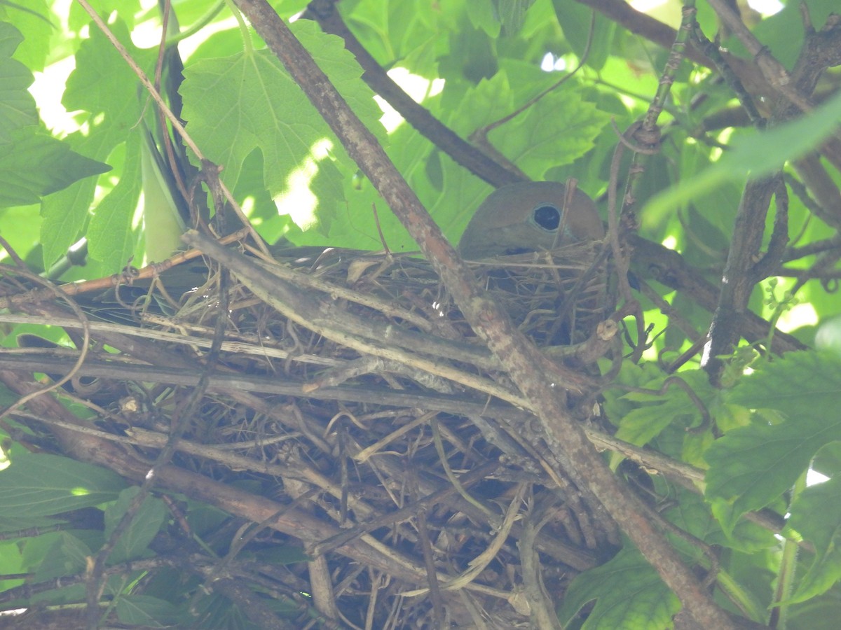 Mourning Dove - Rich Ziegler