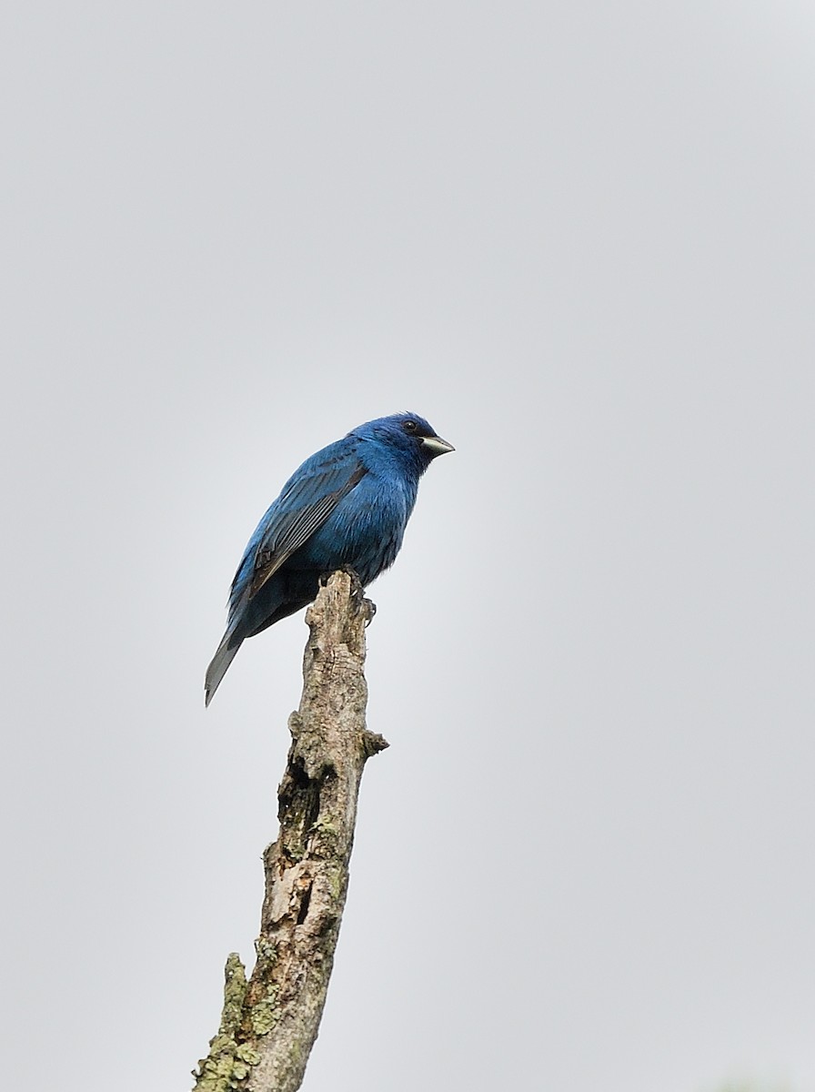 Indigo Bunting - ML619635831