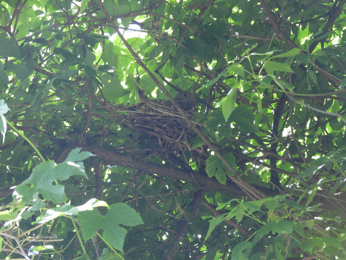 Mourning Dove - Rich Ziegler