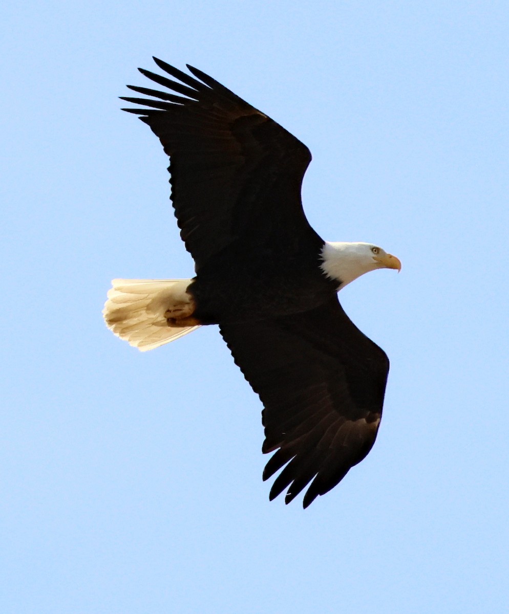 Bald Eagle - Charlotte Byers