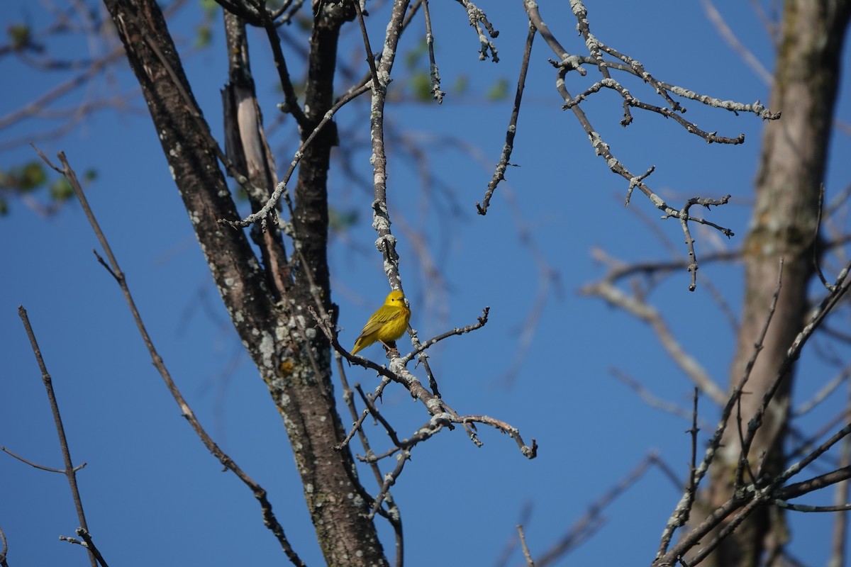 Yellow Warbler - ML619635852