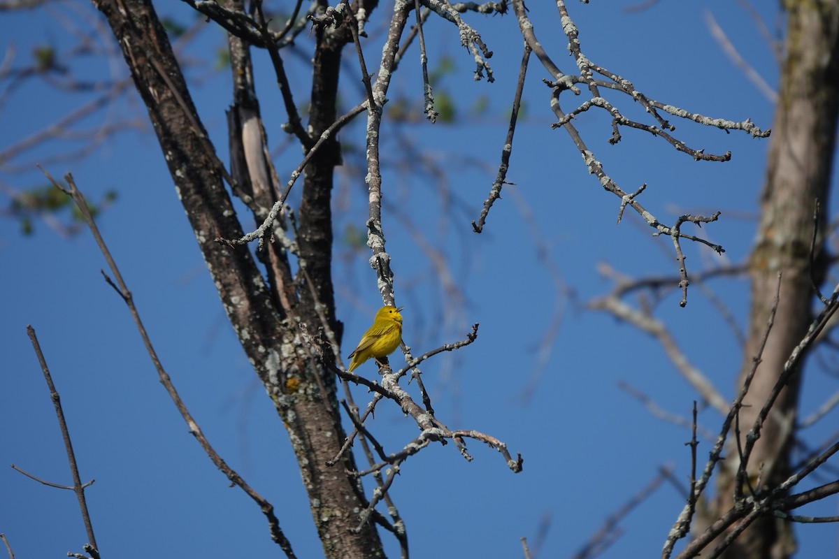 Yellow Warbler - ML619635855