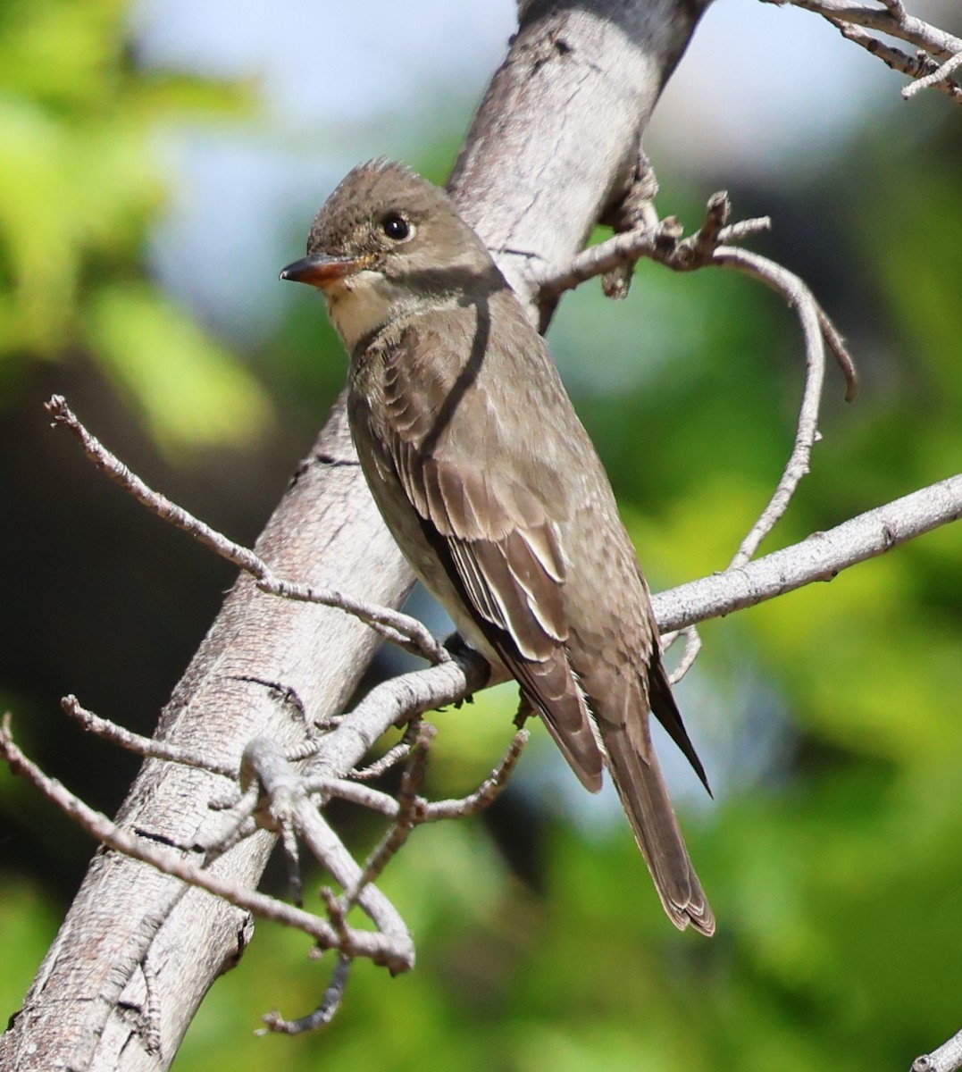 Olive-sided Flycatcher - Charlotte Byers