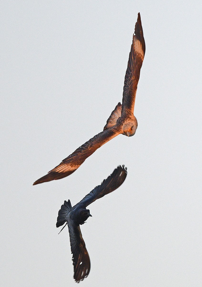 Yellow-headed Caracara - Elizabeth Hawkins