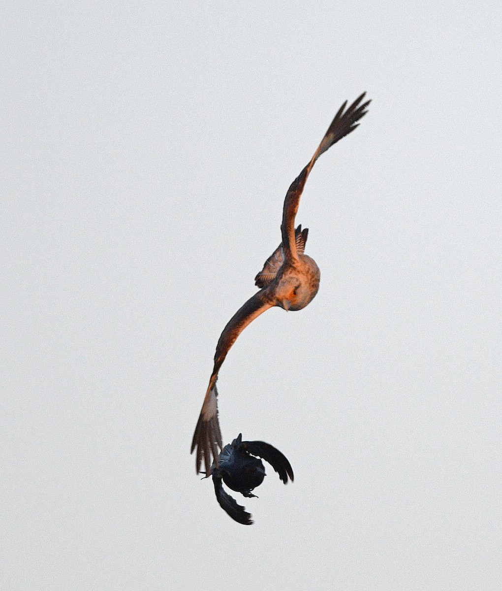 Yellow-headed Caracara - Elizabeth Hawkins