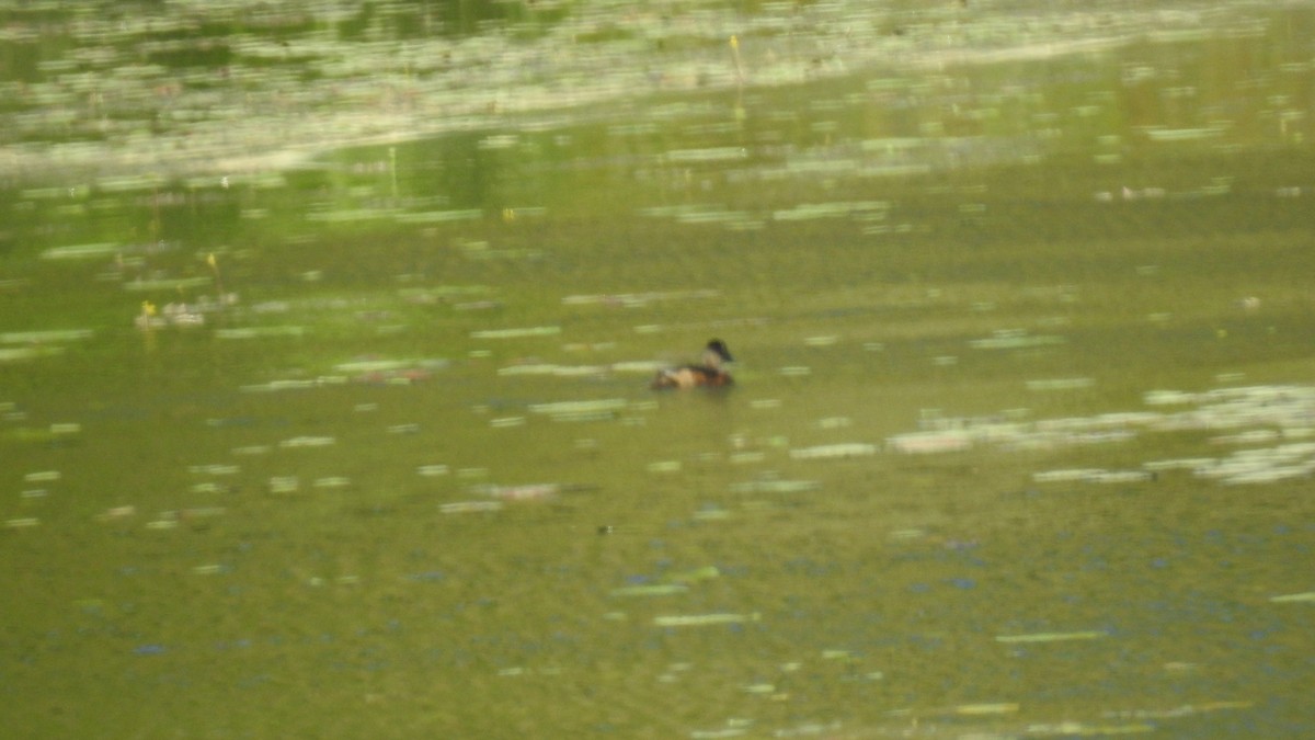 Ring-necked Duck - ML619635886