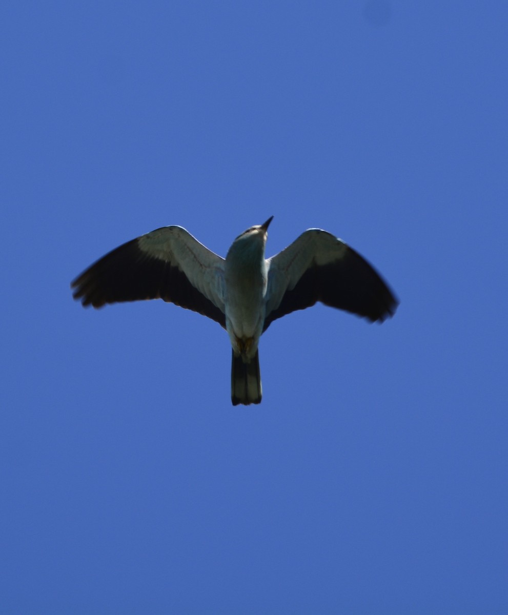 European Roller - Dominique Blanc