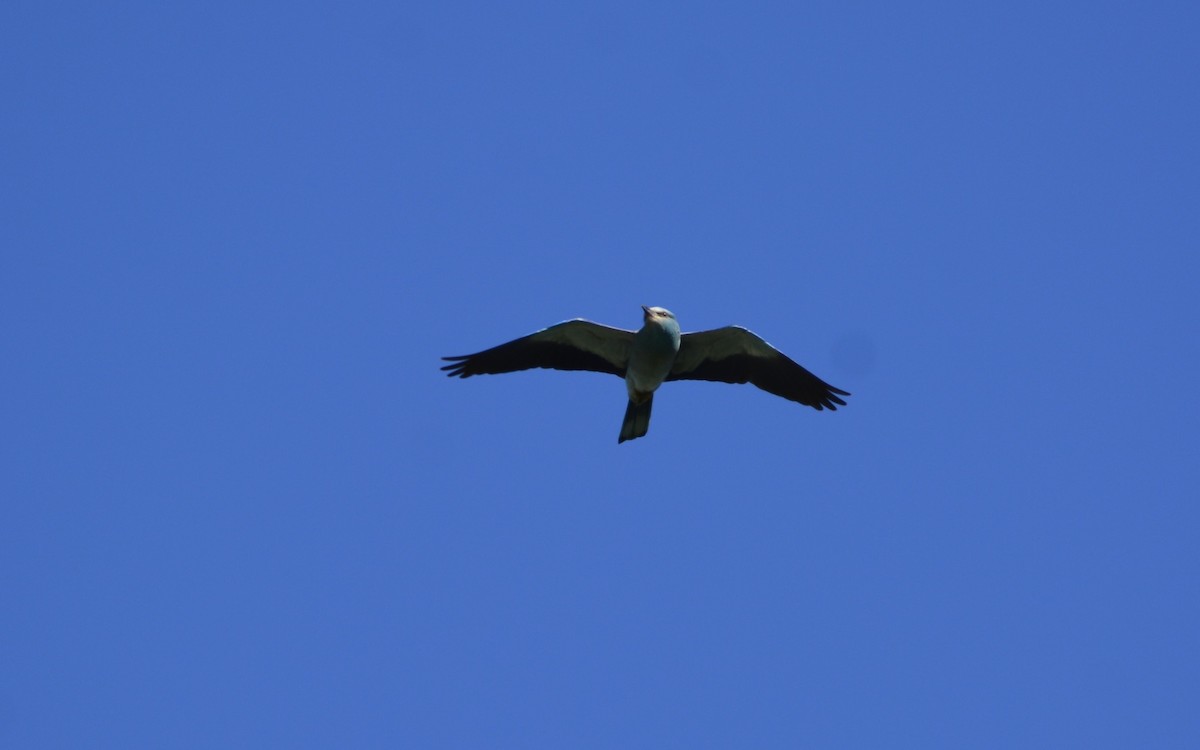 European Roller - Dominique Blanc