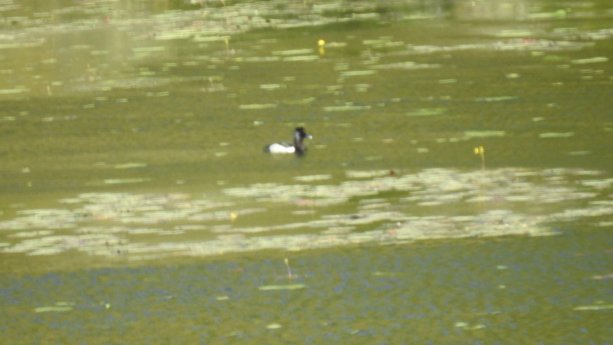 Ring-necked Duck - ML619635894