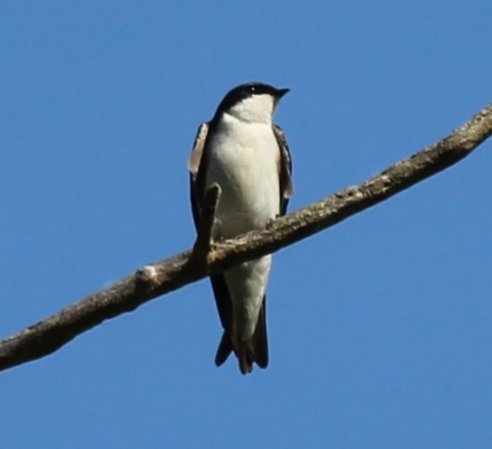 Tree Swallow - Karen Lucas