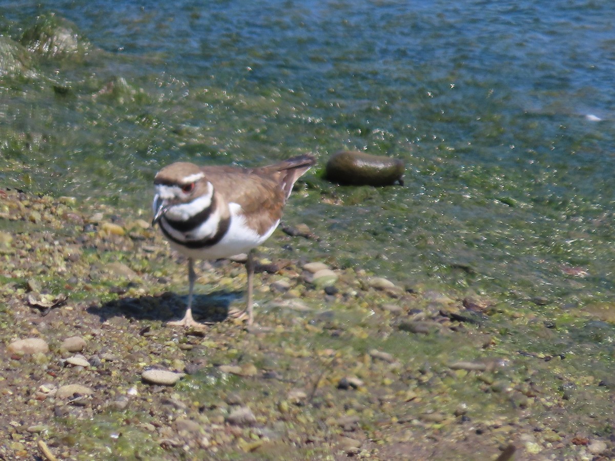 Killdeer - Martha Pallin