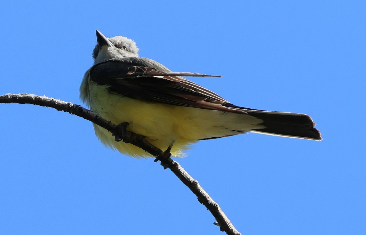 Western Kingbird - Charlotte Byers