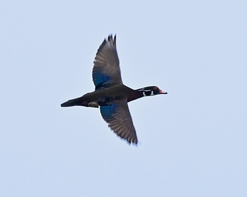 Wood Duck - ML619635905