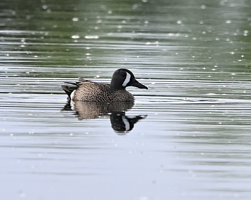 Blue-winged Teal - Joe Wujcik