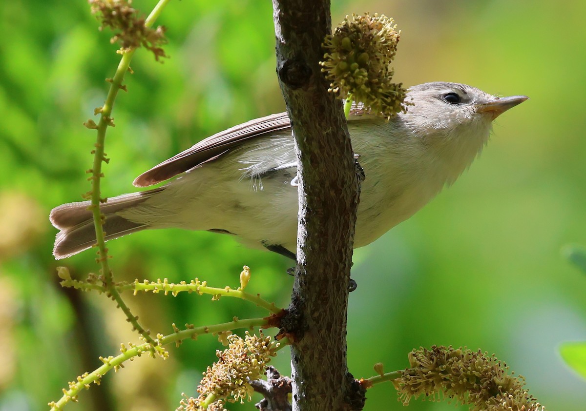 Warbling Vireo - Charlotte Byers