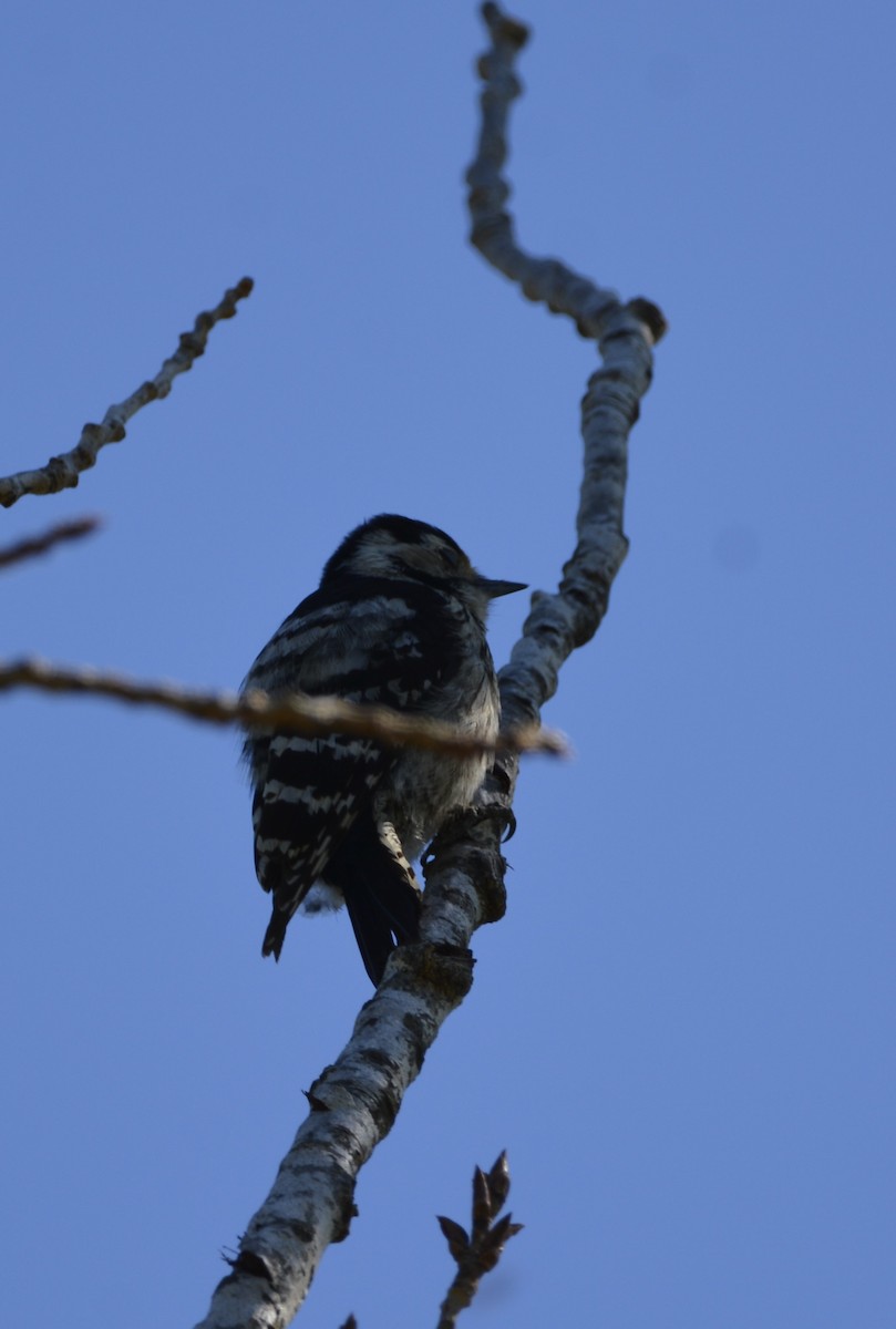 Lesser Spotted Woodpecker - Dominique Blanc