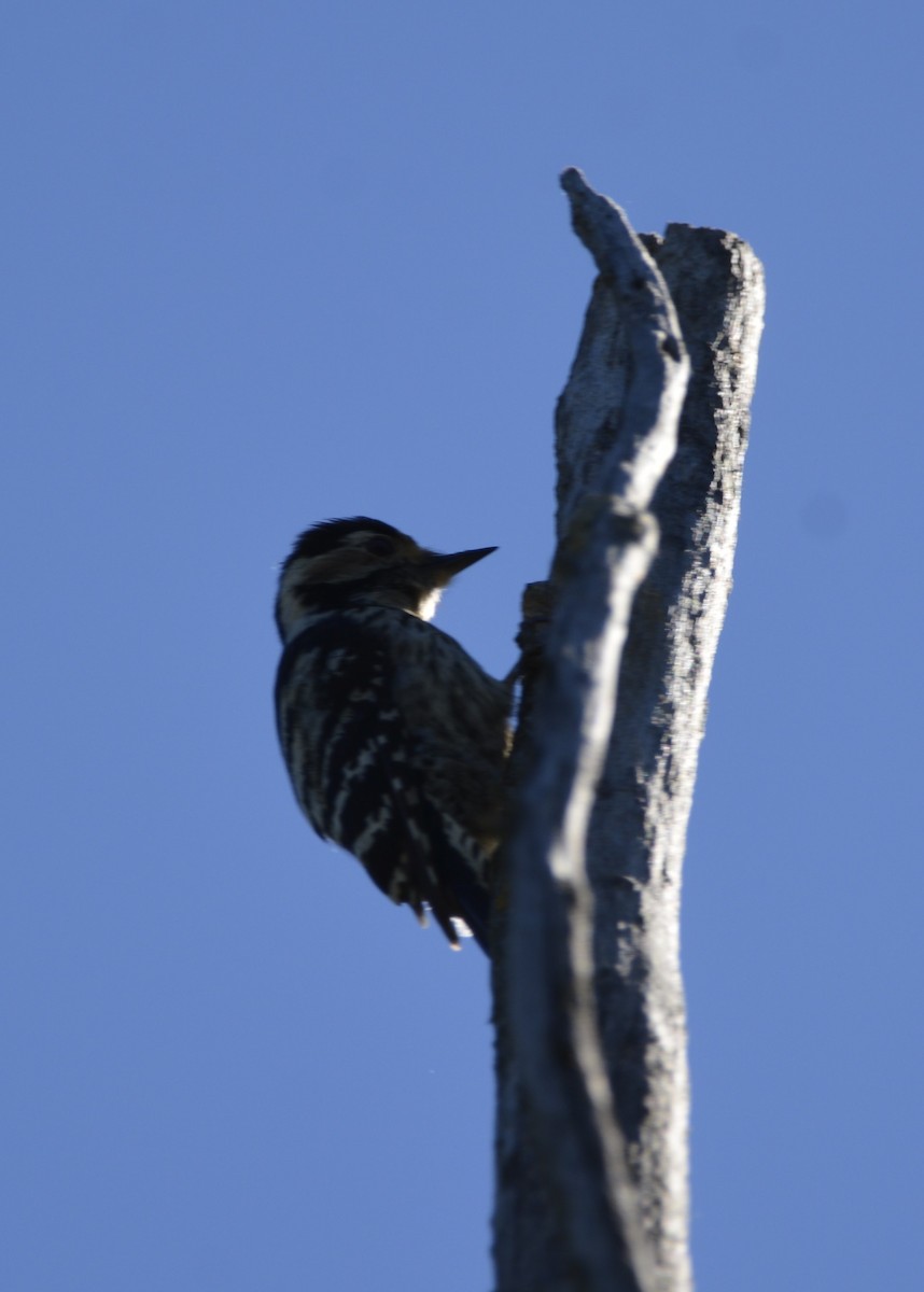Lesser Spotted Woodpecker - Dominique Blanc
