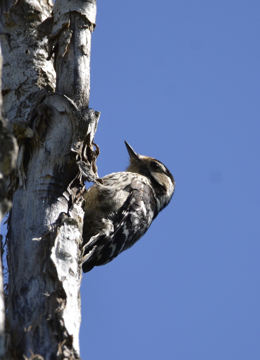 Lesser Spotted Woodpecker - Dominique Blanc