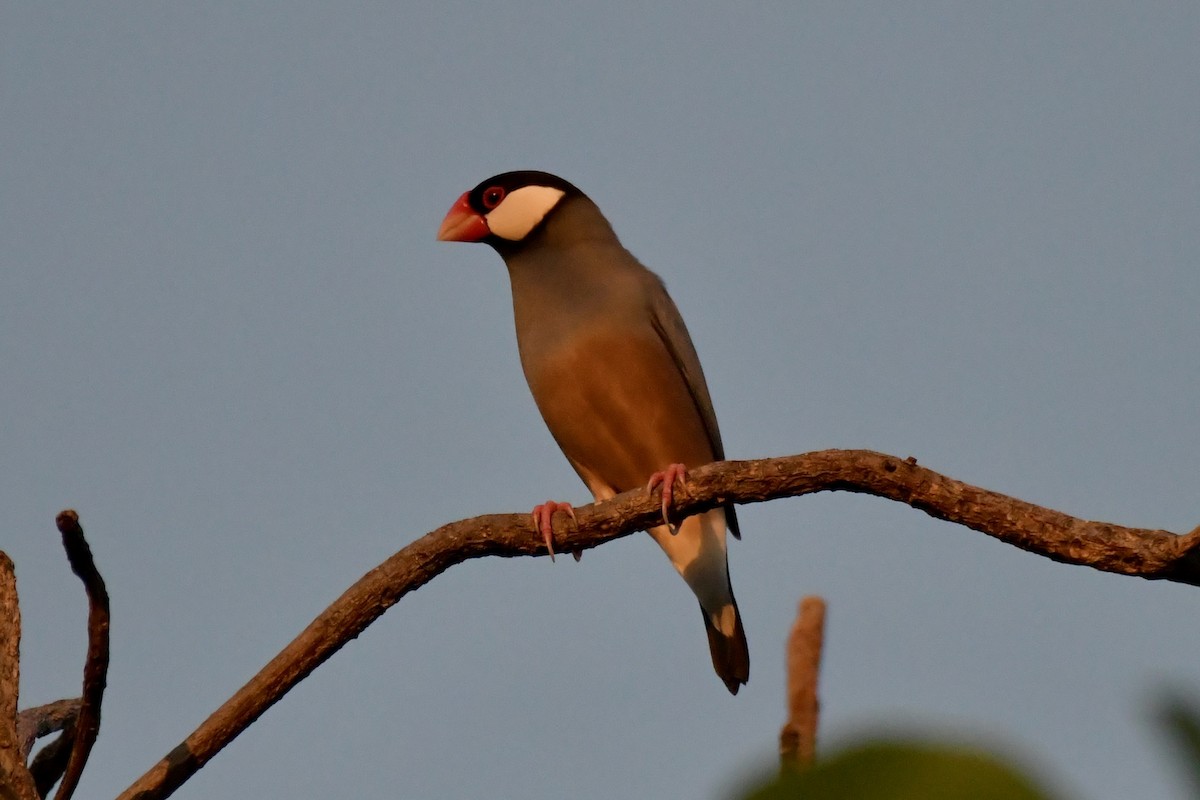 Java Sparrow - ML619635920