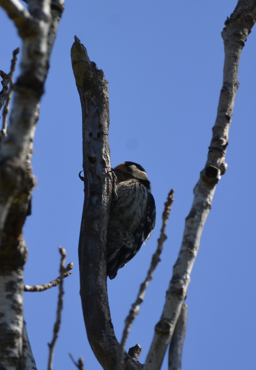 Lesser Spotted Woodpecker - Dominique Blanc