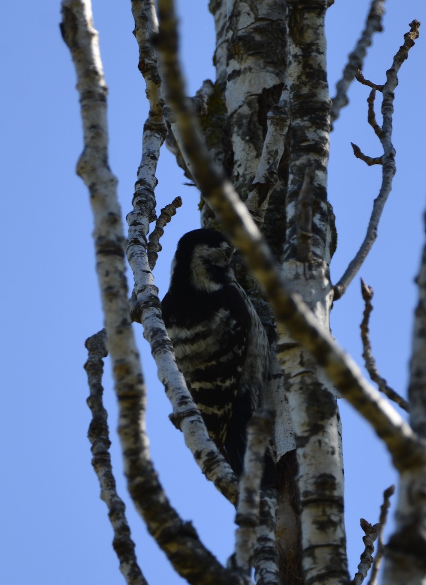 Lesser Spotted Woodpecker - Dominique Blanc