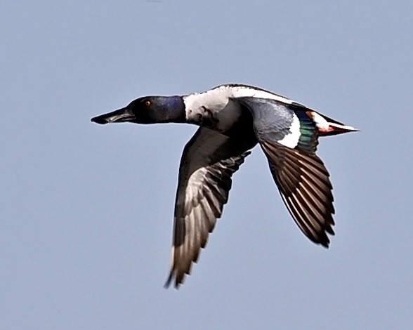 Northern Shoveler - Joe Wujcik