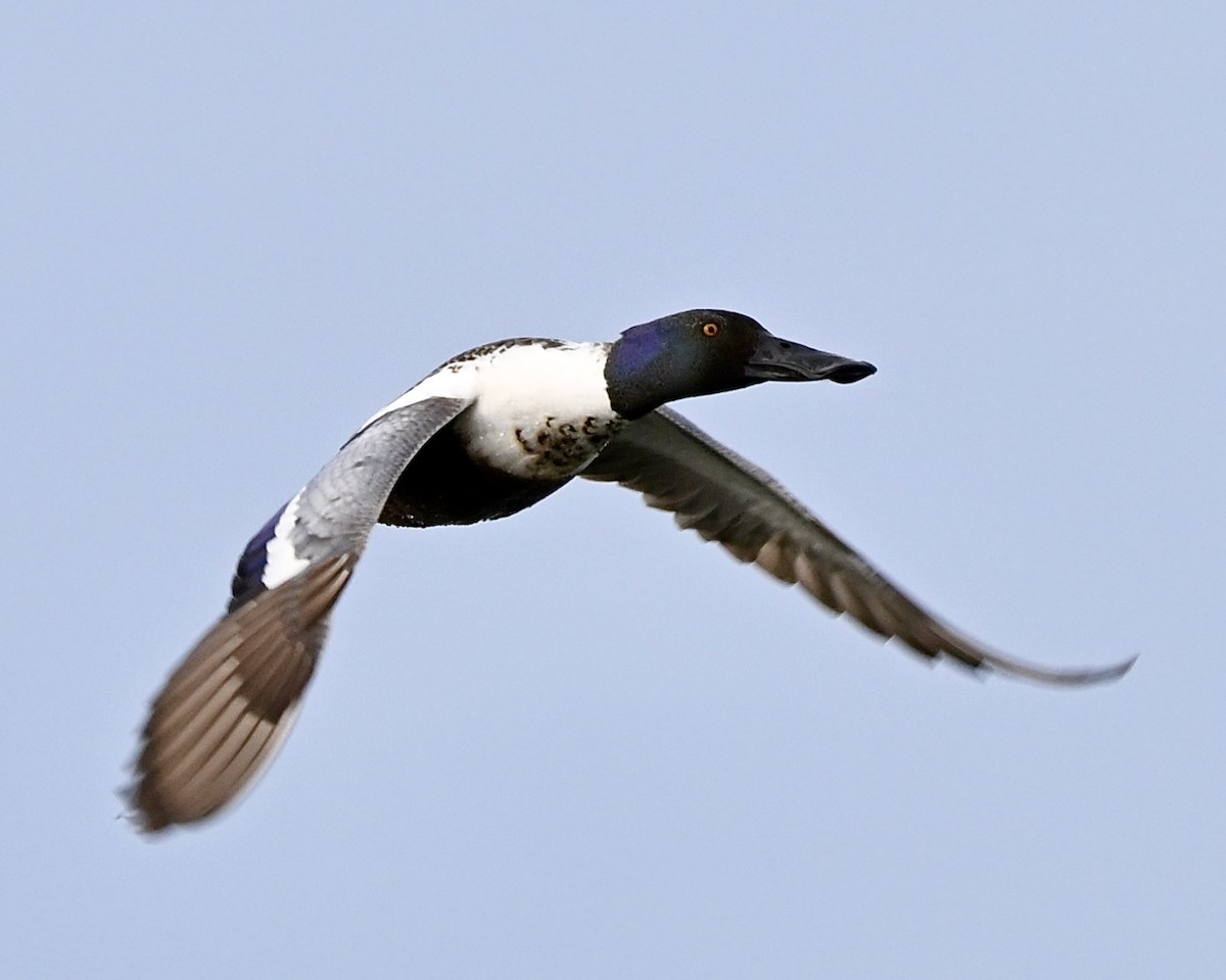 Northern Shoveler - Joe Wujcik