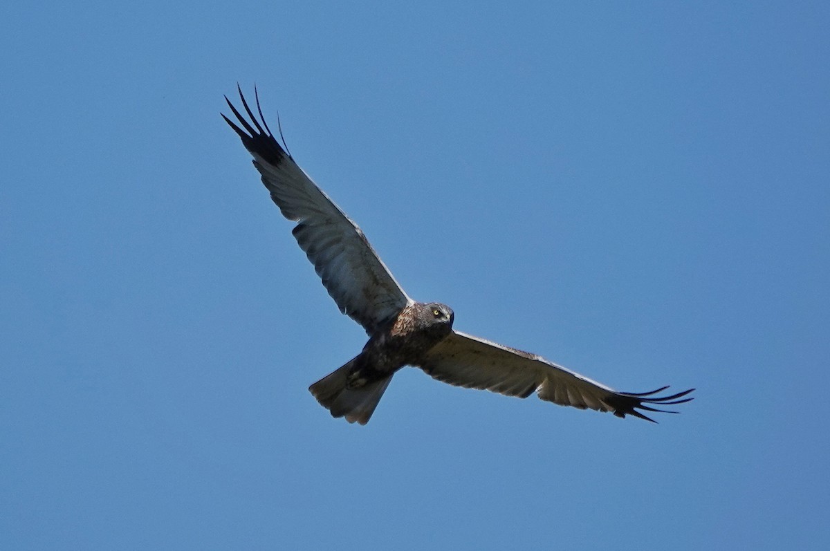 Western Marsh Harrier - Thomas Gibson