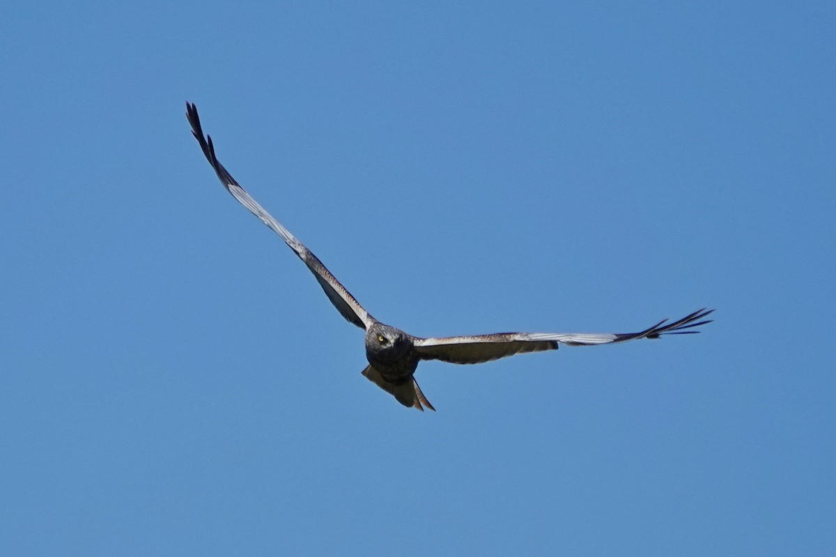 Western Marsh Harrier - Thomas Gibson