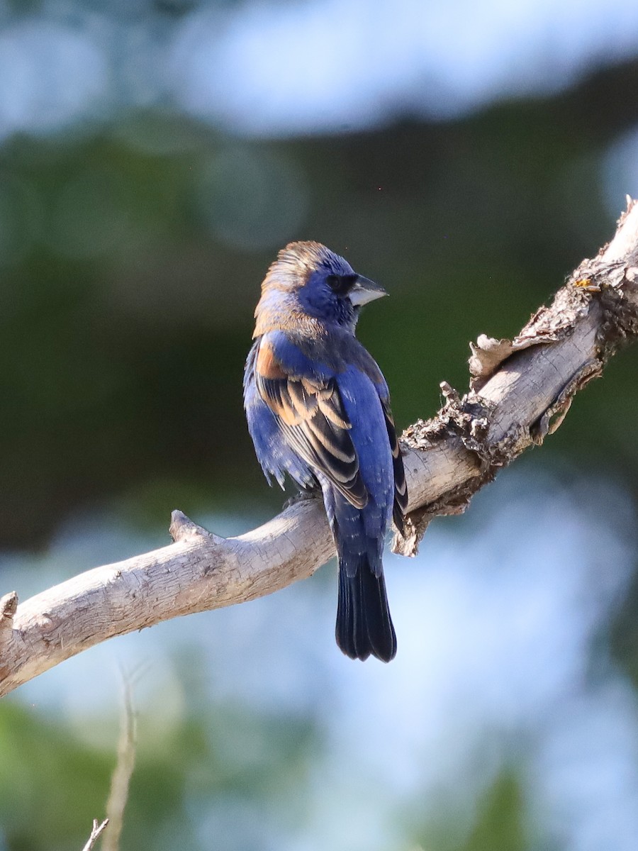 Blue Grosbeak - Michelle Rucker