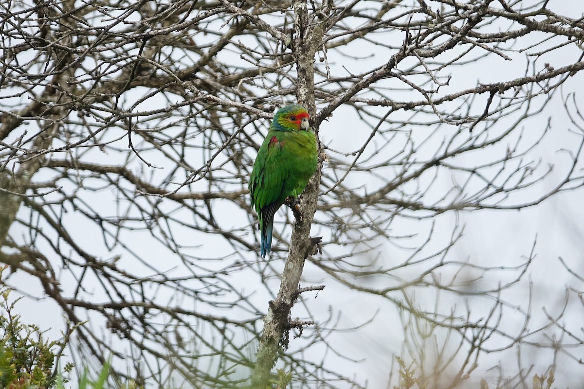 Red-faced Parrot - Daniel Pacheco Osorio
