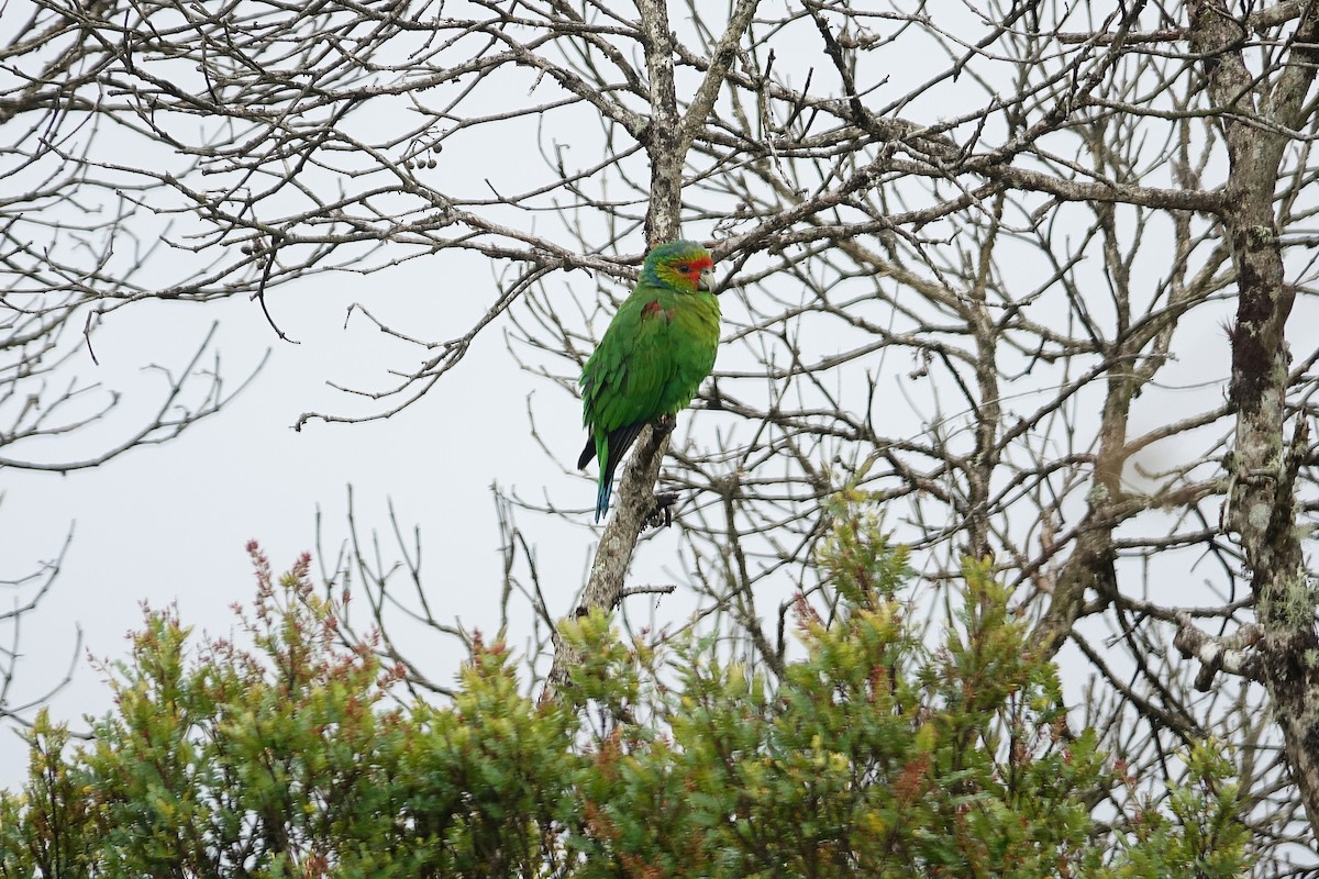 Red-faced Parrot - Daniel Pacheco Osorio