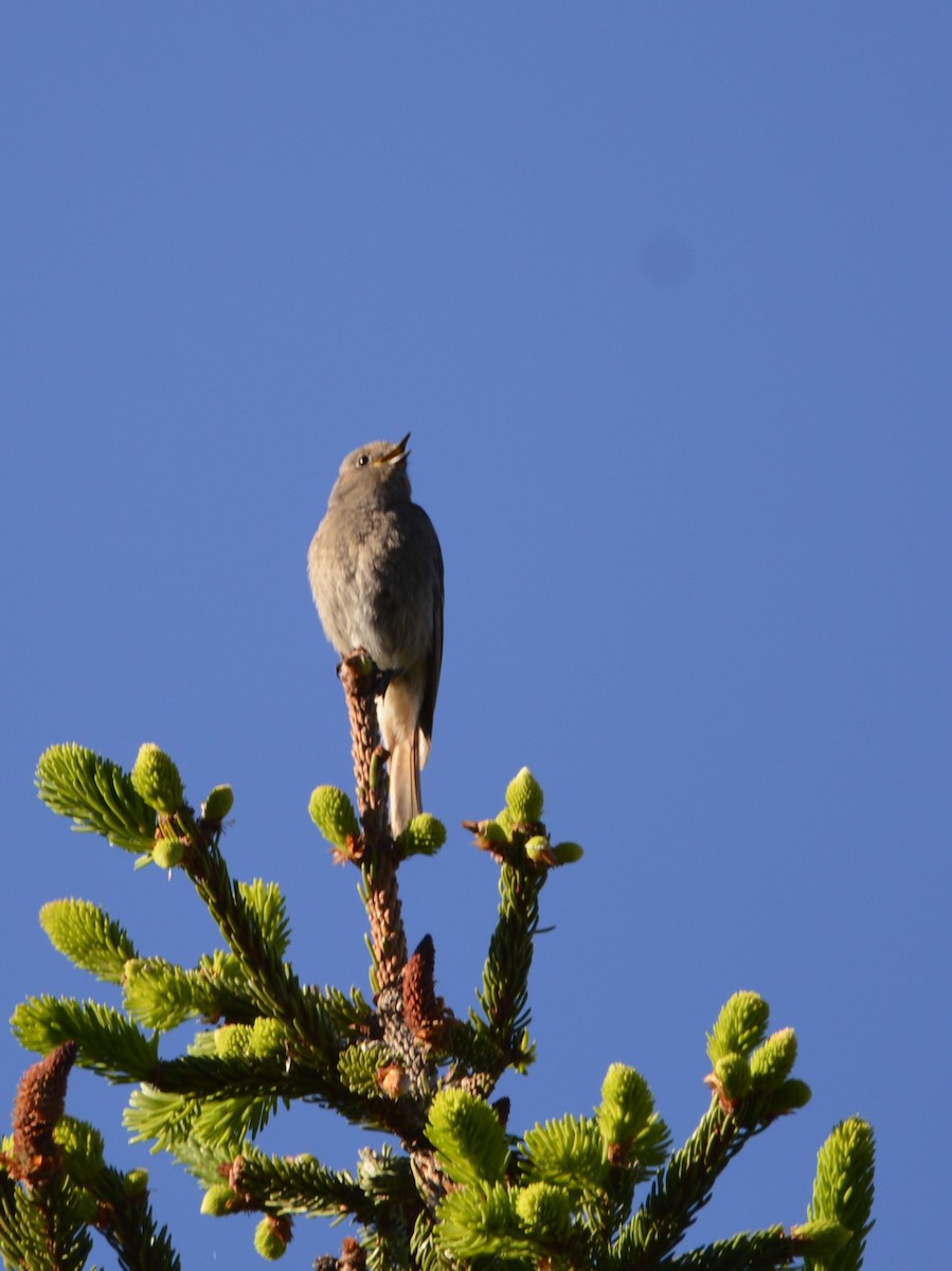 Black Redstart - Dominique Blanc