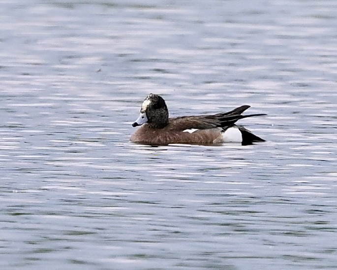 American Wigeon - ML619635973