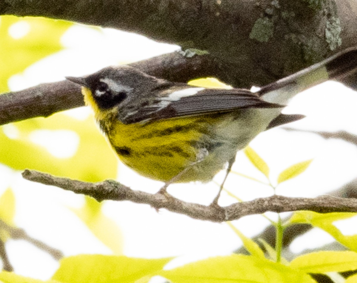 Magnolia Warbler - Lynn Chapman