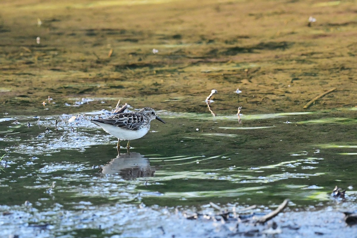 Least Sandpiper - Paul Herwood