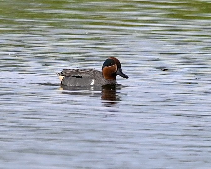 Green-winged Teal - ML619636005