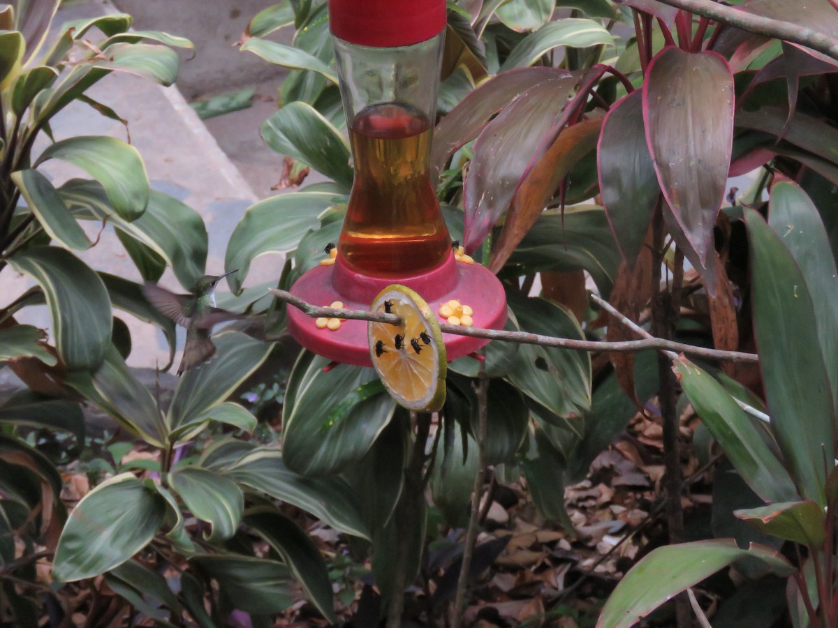 kolibřík helikóniový - ML619636006