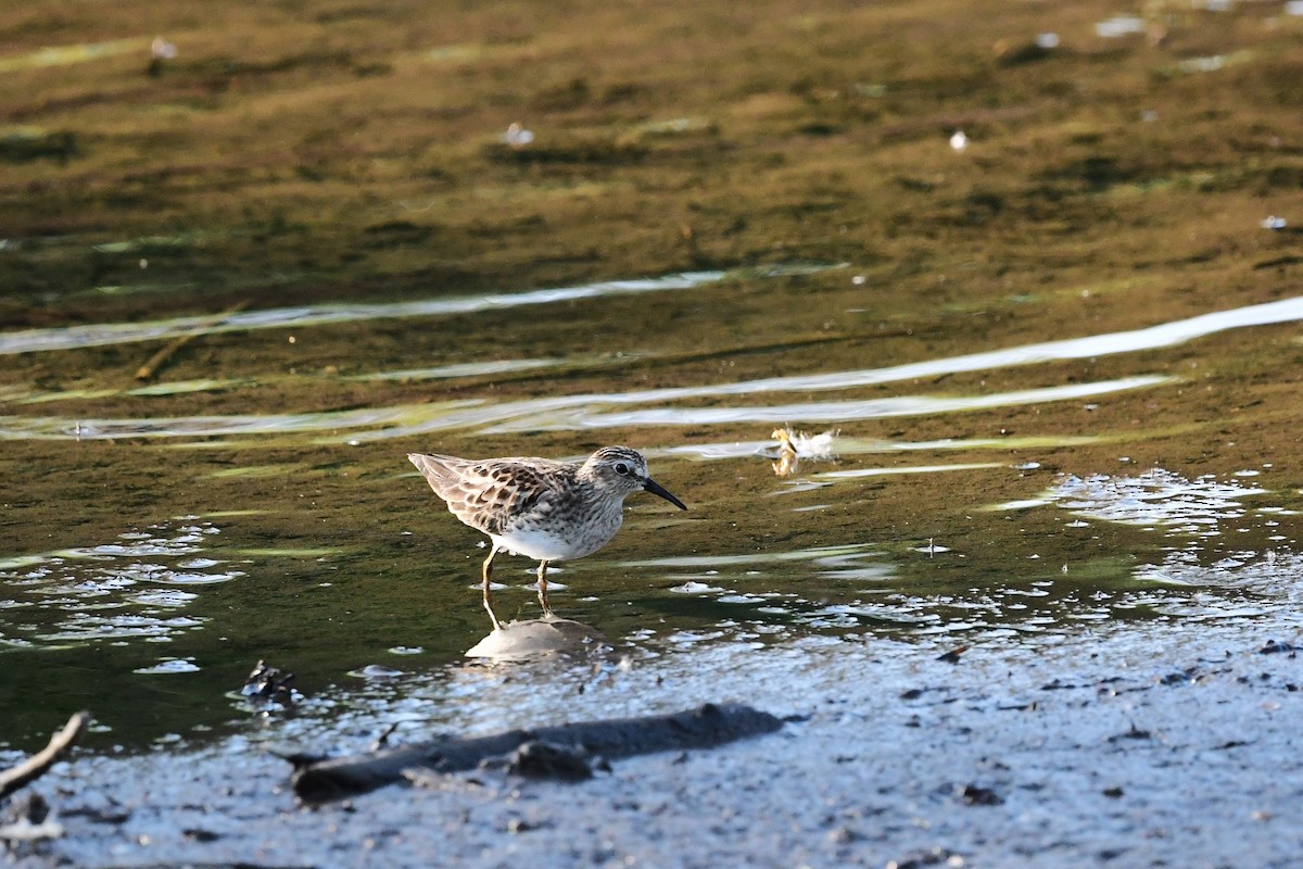 Least Sandpiper - Paul Herwood