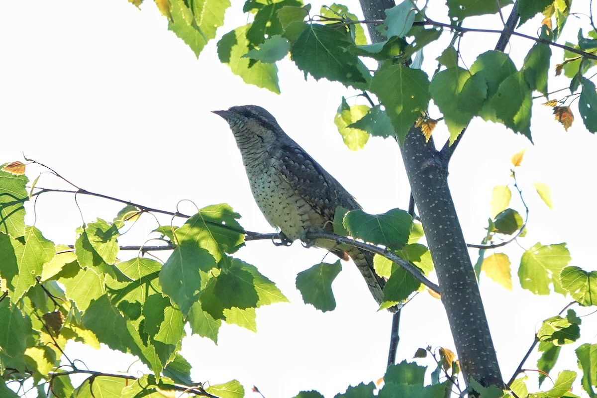 Eurasian Wryneck - Thomas Gibson