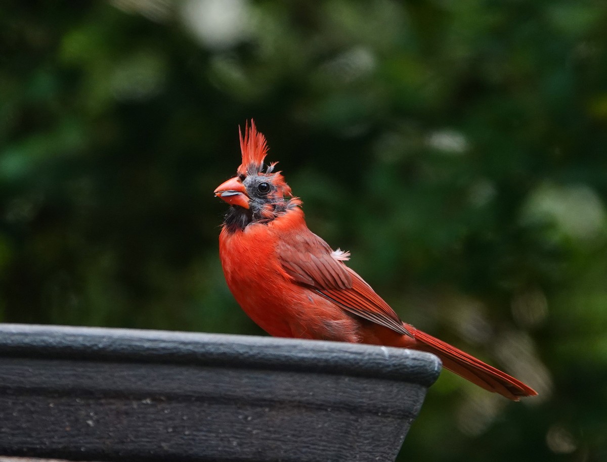 Cardinal rouge - ML619636019