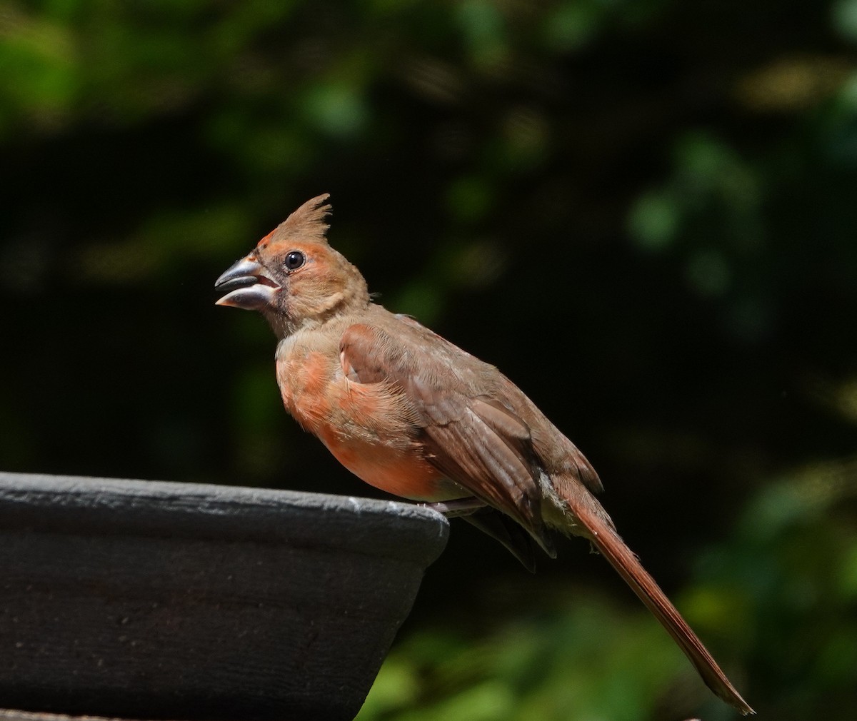 Cardinal rouge - ML619636021