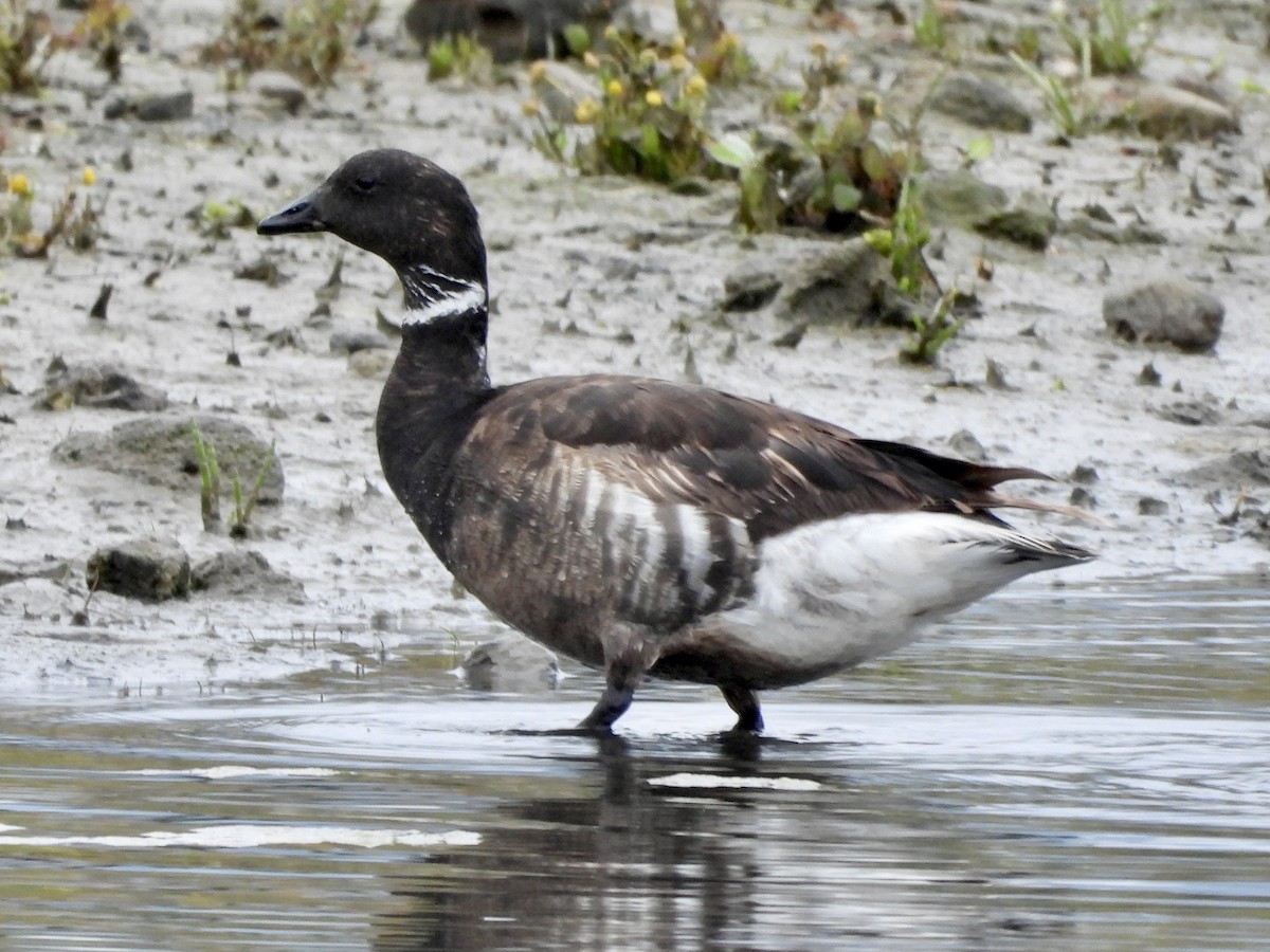 Branta musubeltza - ML619636024