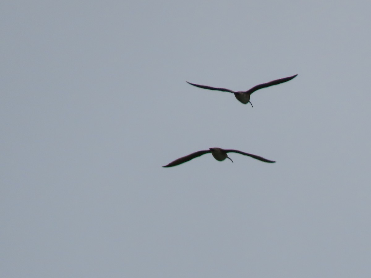 Whimbrel - Herky Birder