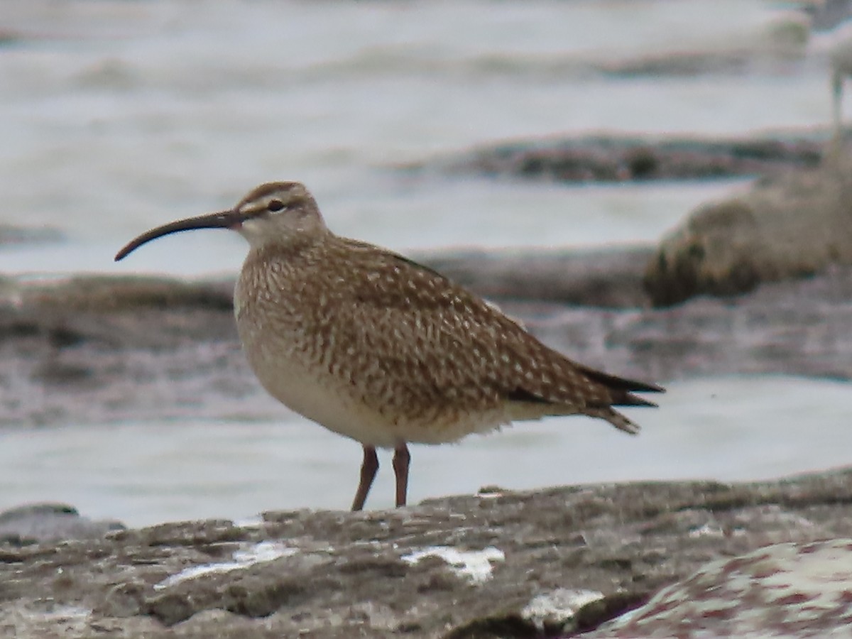 Whimbrel - Herky Birder