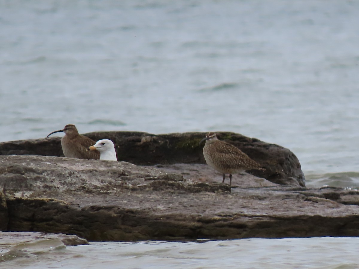 Whimbrel - Herky Birder